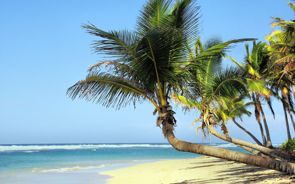 Palmen am Strand von Kuba